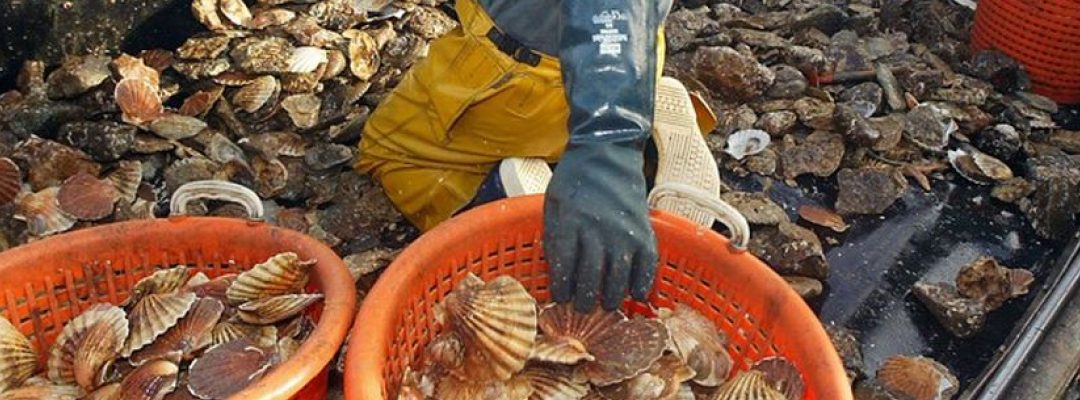 Fin de la saison de la coquille Saint-Jacques